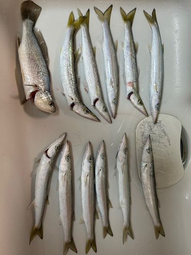 カマスの釣果