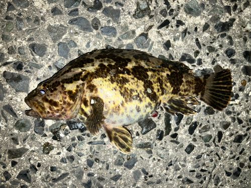 タケノコメバルの釣果