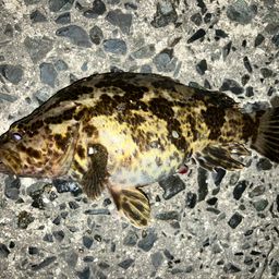 タケノコメバル