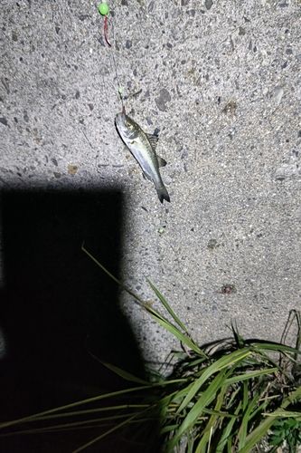 セイゴ（マルスズキ）の釣果