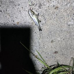 セイゴ（マルスズキ）