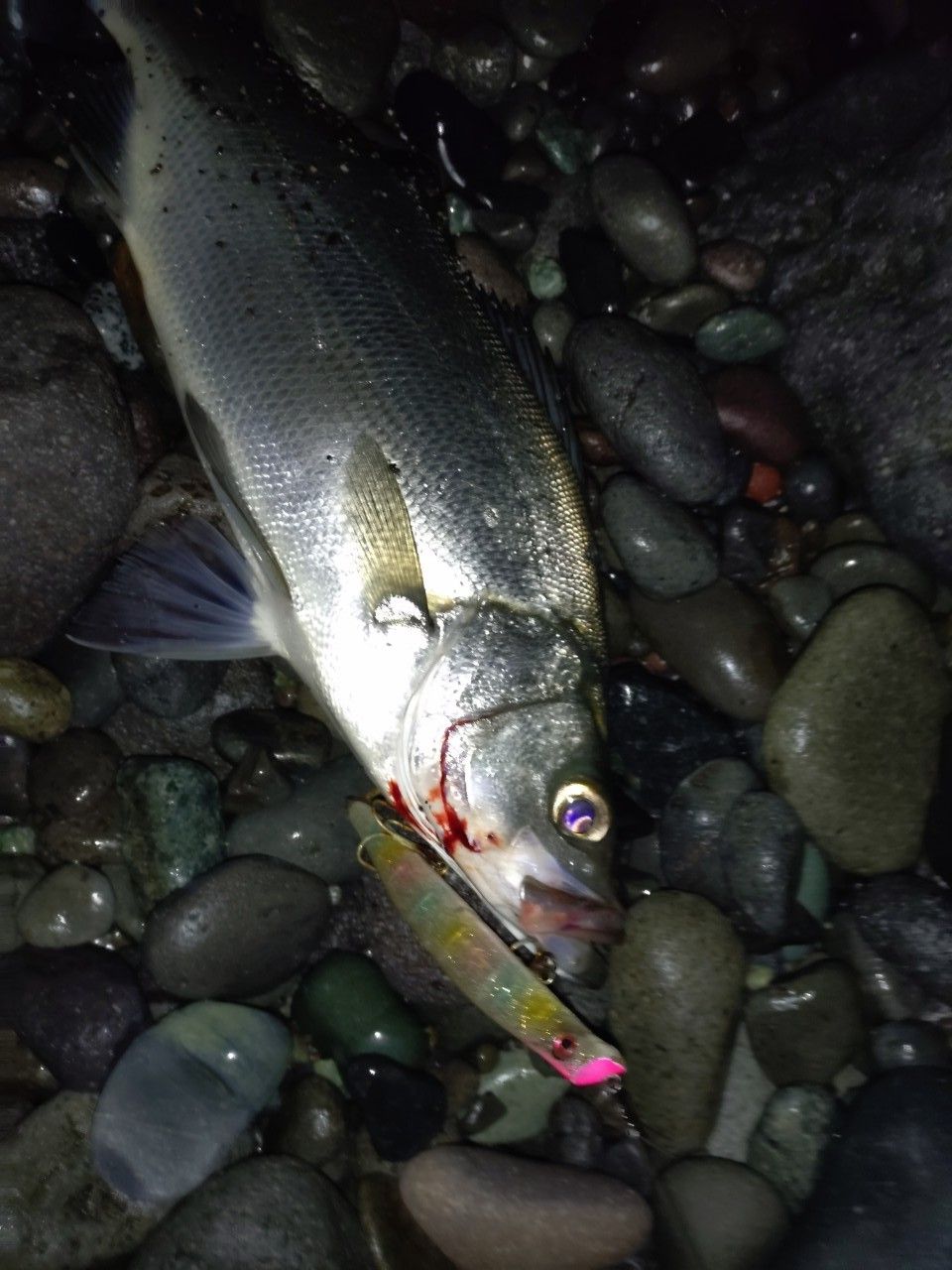 フッコ（ヒラスズキ）