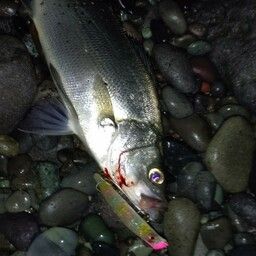 フッコ（ヒラスズキ）