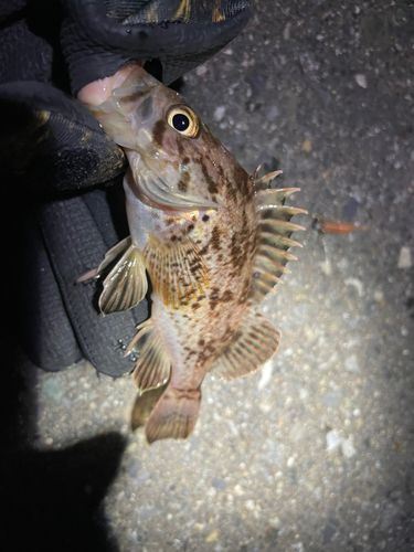 クロソイの釣果