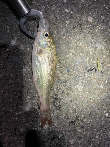 ウミタナゴの釣果