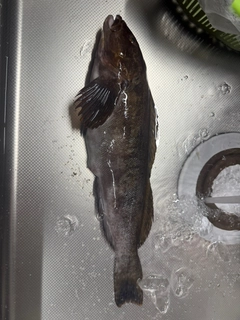 アイナメの釣果