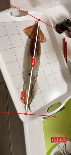 スルメイカの釣果