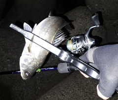 セイゴ（マルスズキ）の釣果