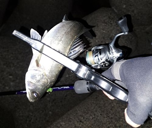 セイゴ（マルスズキ）の釣果