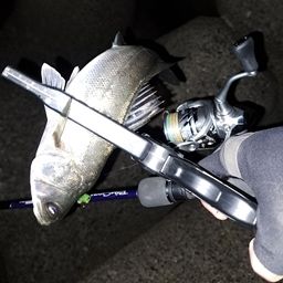 セイゴ（マルスズキ）