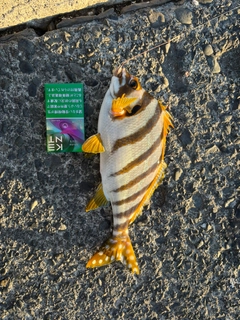 タカノハダイの釣果