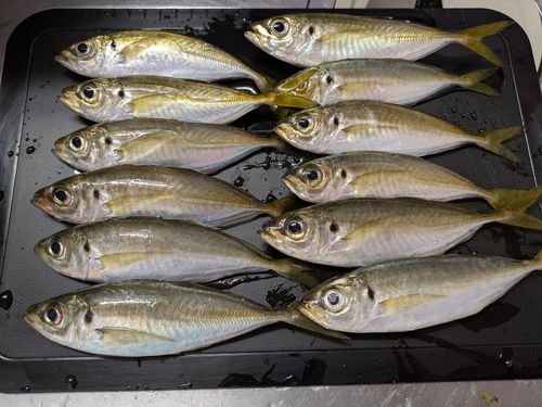 アジの釣果