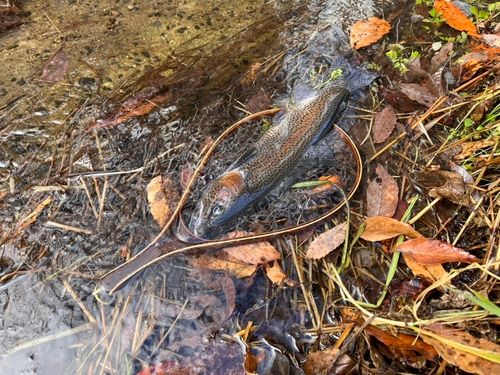 ニジマスの釣果