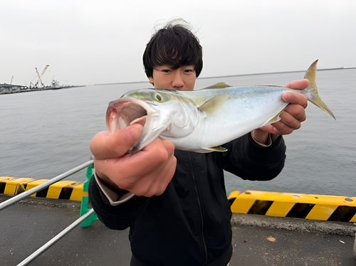ヤズの釣果