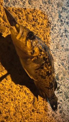 クロソイの釣果