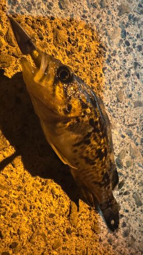 クロソイの釣果