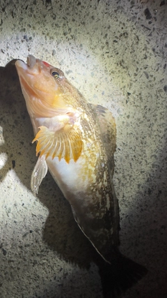 アイナメの釣果