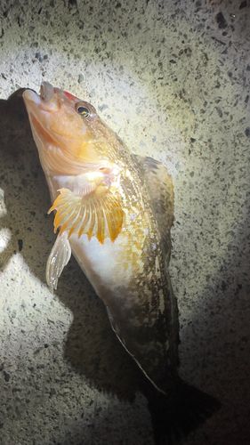 アイナメの釣果