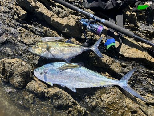 カスミアジの釣果