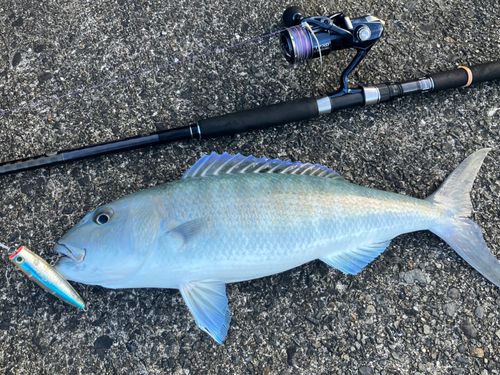 カスミアジの釣果