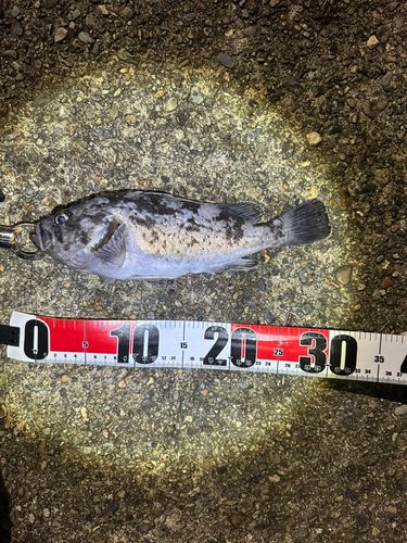 クロソイの釣果