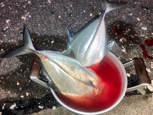 カスミアジの釣果