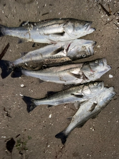 シーバスの釣果