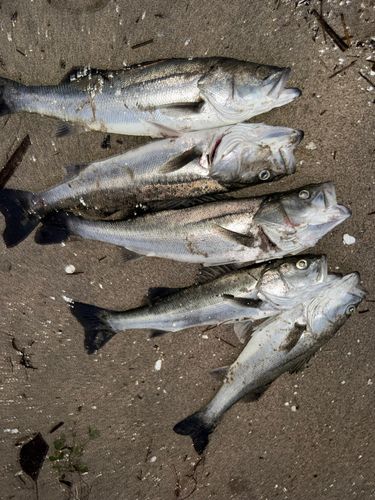 シーバスの釣果