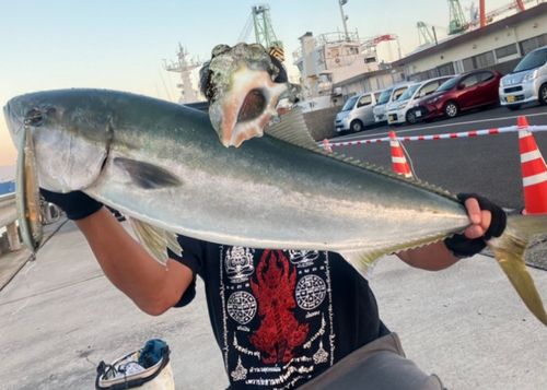 カスミアジの釣果