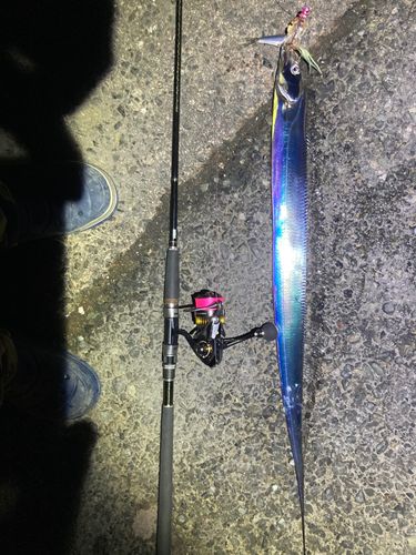 タチウオの釣果