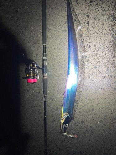 タチウオの釣果