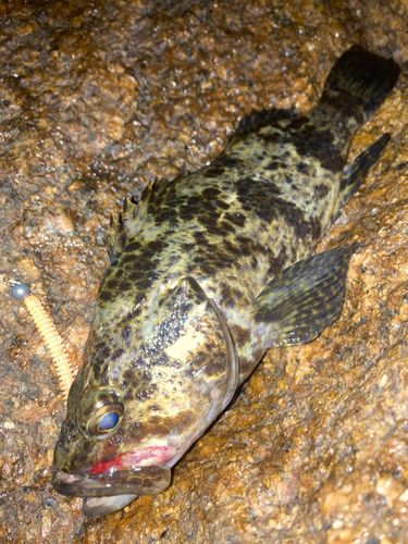 阿賀マリノポリス