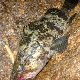 タケノコメバル