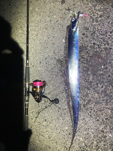 タチウオの釣果