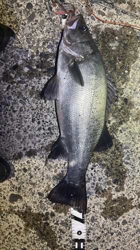 ヒラスズキの釣果