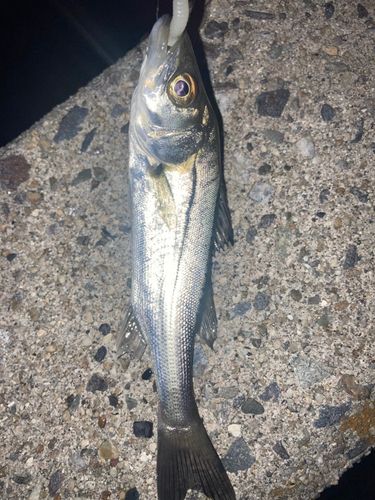 セイゴ（マルスズキ）の釣果