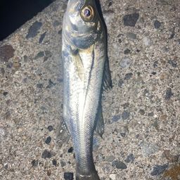 セイゴ（マルスズキ）