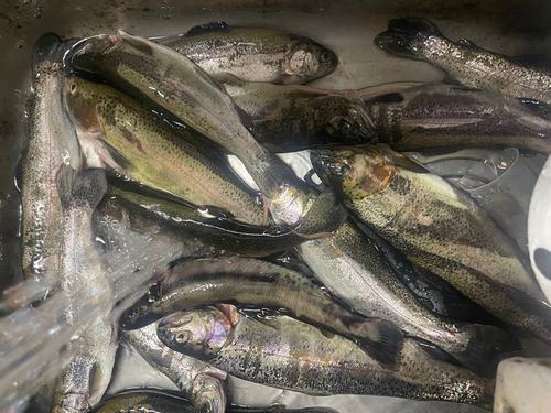 ニジマスの釣果