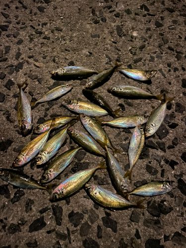 アジの釣果