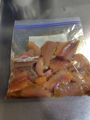 コノシロの釣果