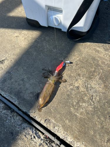 ヒイカの釣果