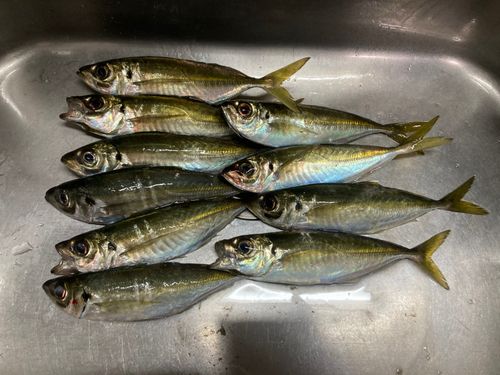 アジの釣果
