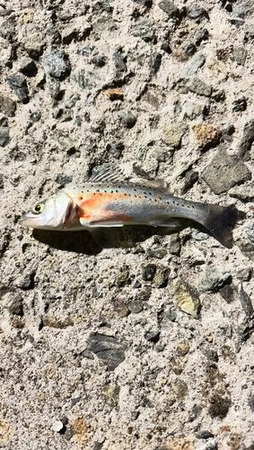 セイゴ（タイリクスズキ）の釣果