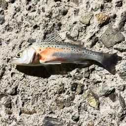 セイゴ（タイリクスズキ）