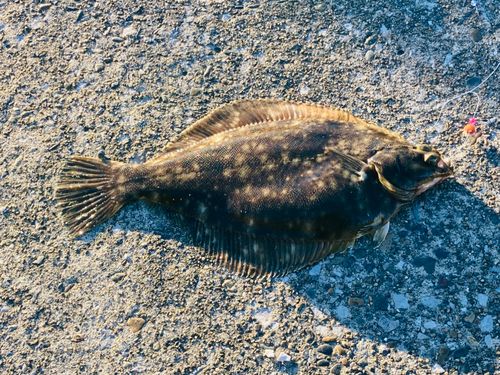 カレイの釣果