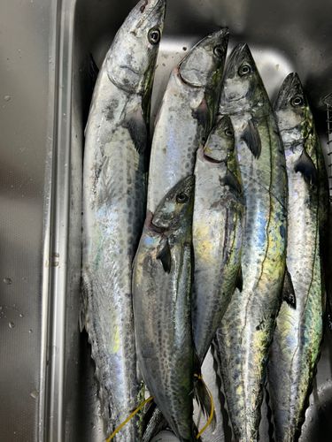 サワラの釣果