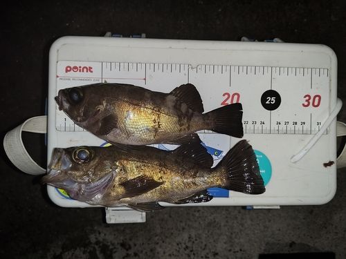 メバルの釣果