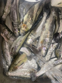 ニジマスの釣果