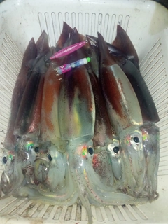 スルメイカの釣果