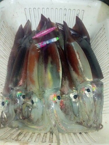 スルメイカの釣果